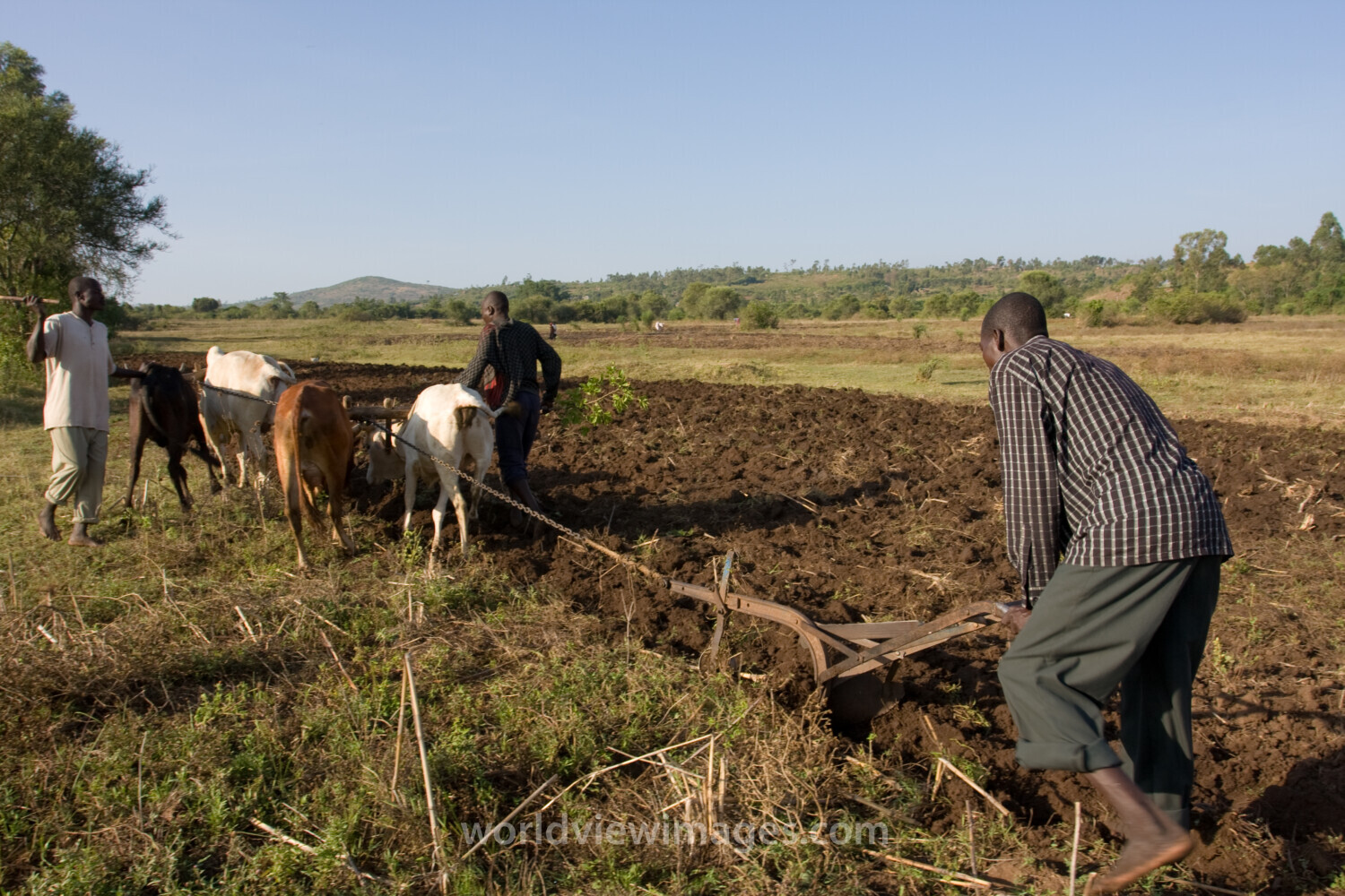 Plowing Field in Kenya