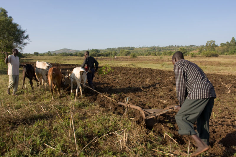 Plowing Field in Kenya — Men plow their fields in West Kenya, in the traditional way with cows and a hand plow. — Africa, Kenya, Agriculture, fields, working