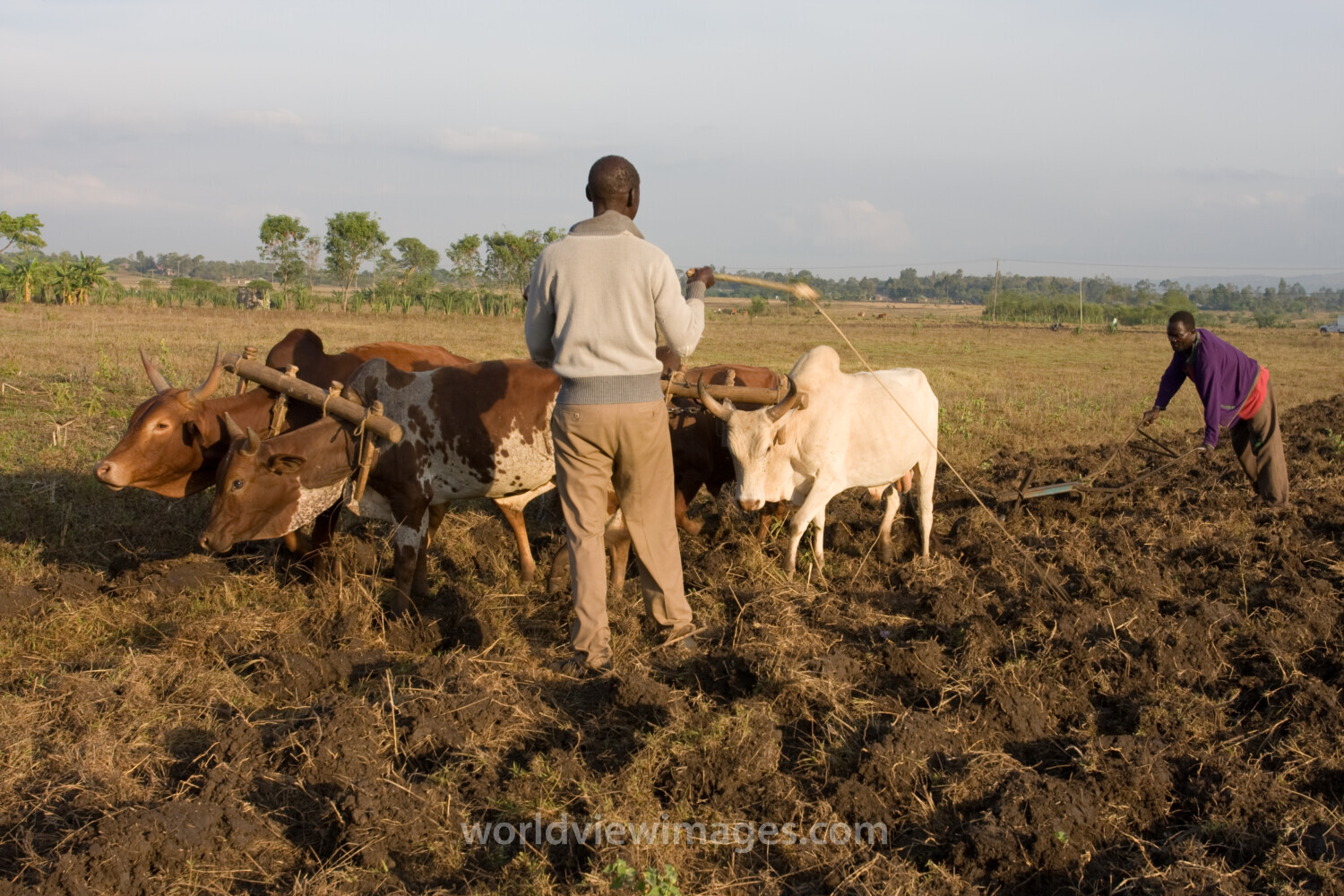 Plowing Fields in Kenya