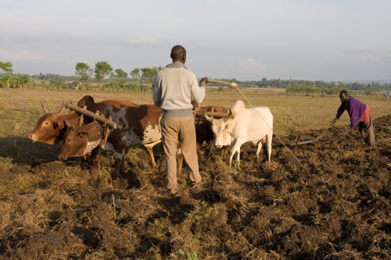 Plowing Fields in Kenya — Men plow their fields in West Kenya, in the traditional way with cows and a hand plow. — Africa, Kenya, Agriculture, fields, working
