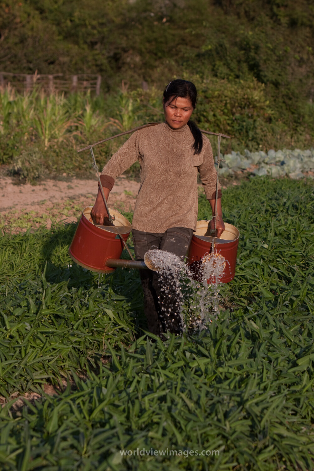 Market Gardening in Cambodia