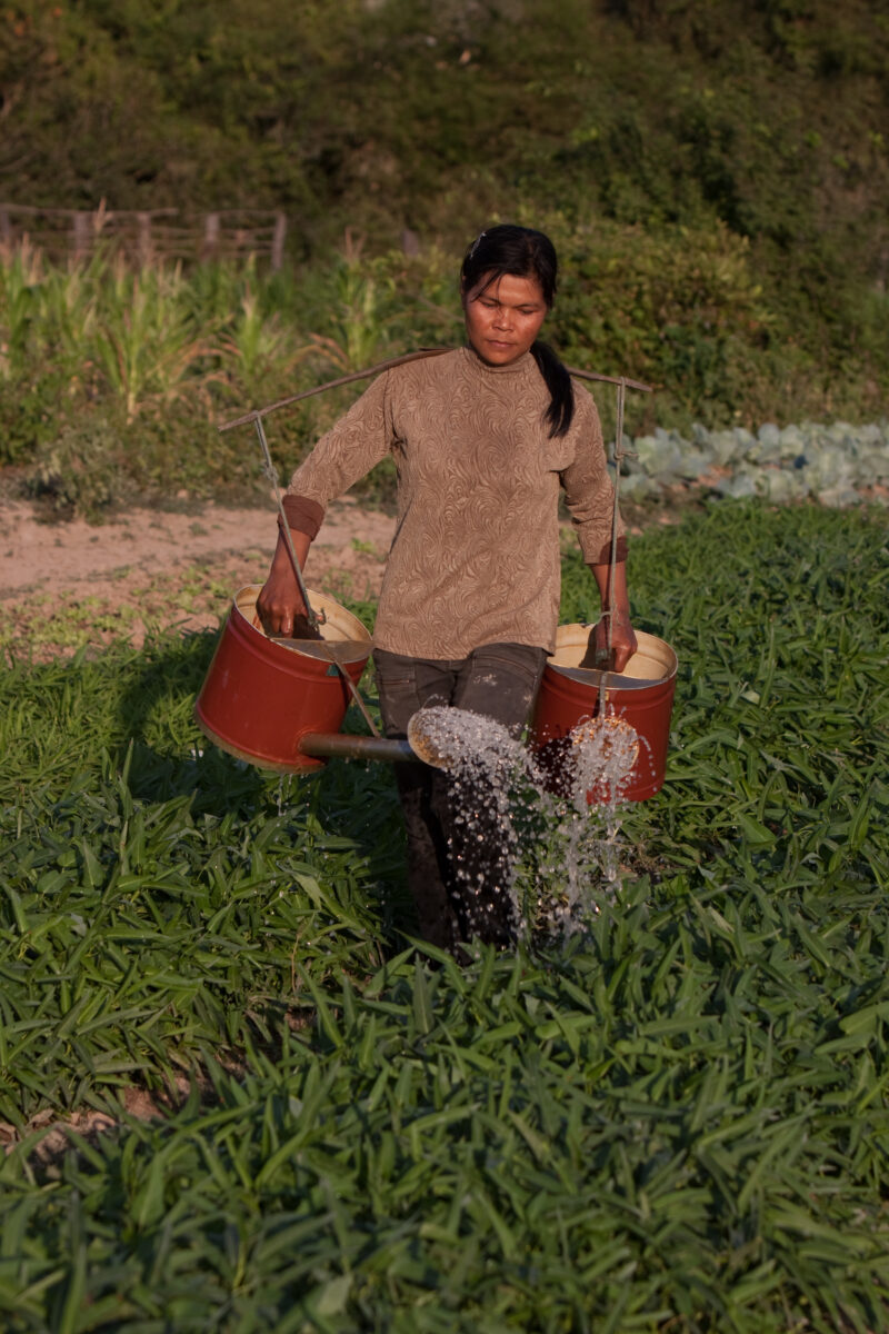 Market Gardening in Cambodia — Natural Disasters Woman works in her market garden in the evening sunlight, in Cambodia — Cambodia, Woman, women, agriculture,...