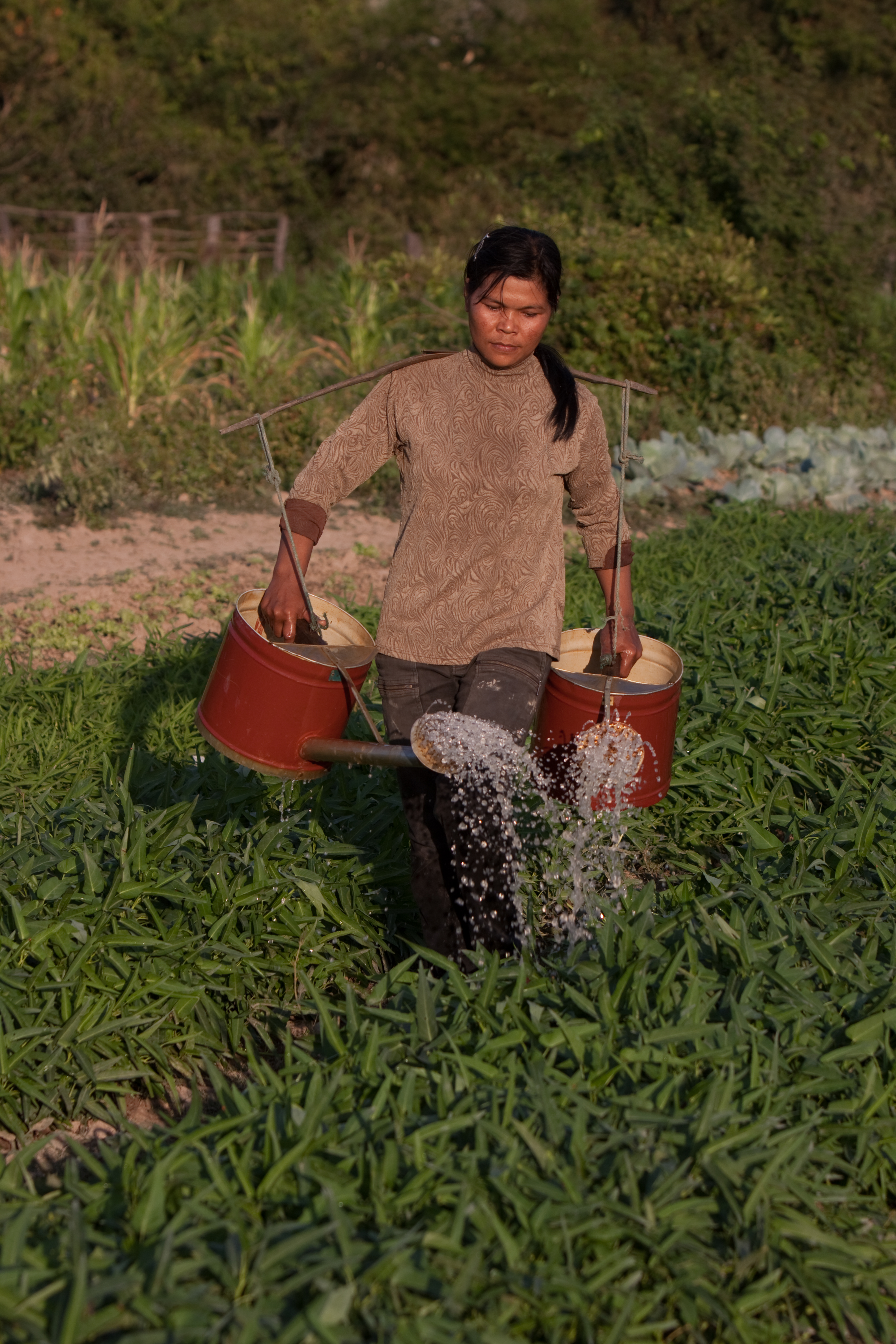 Market Gardening in Cambodia