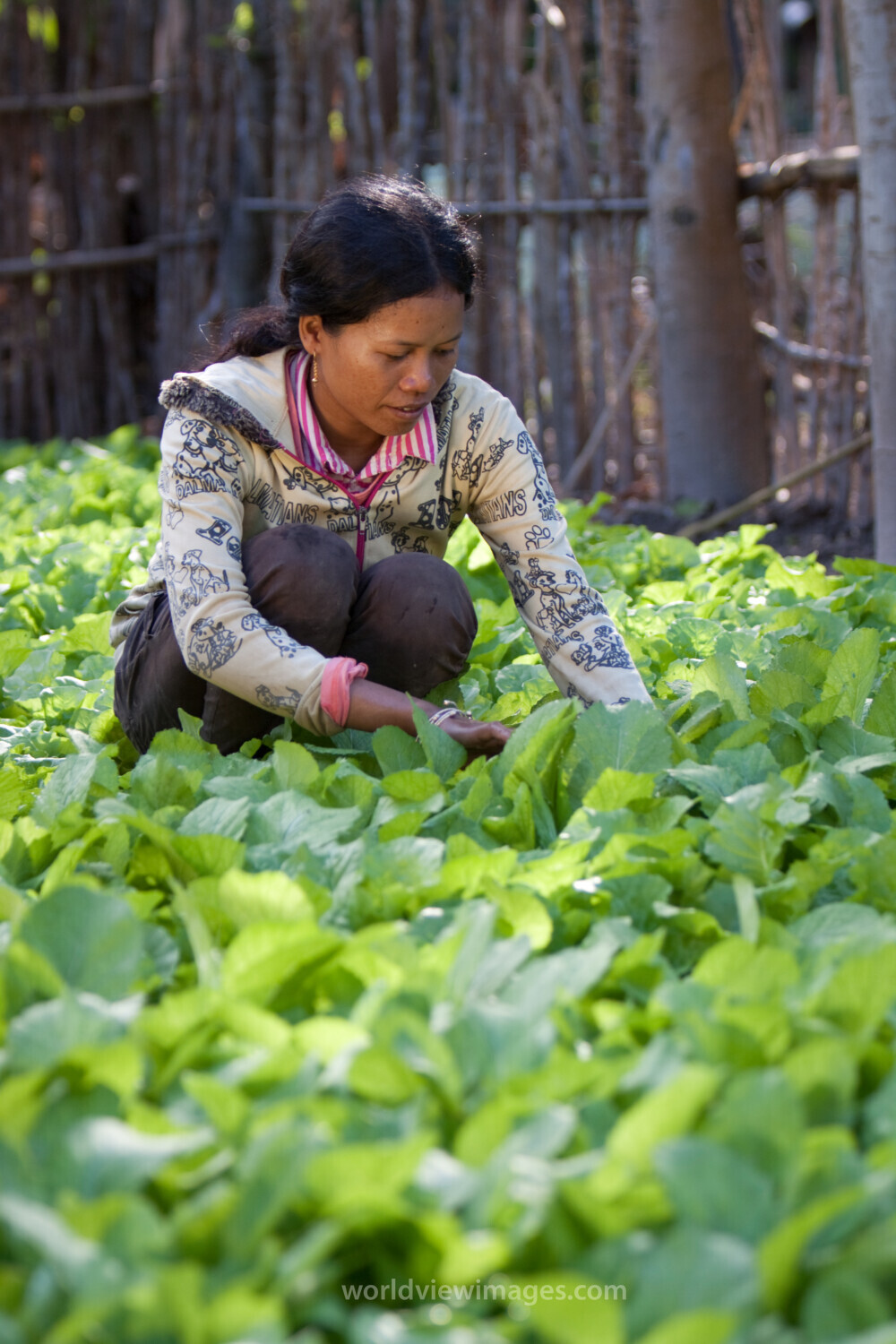 Market Gardening in Cambodia