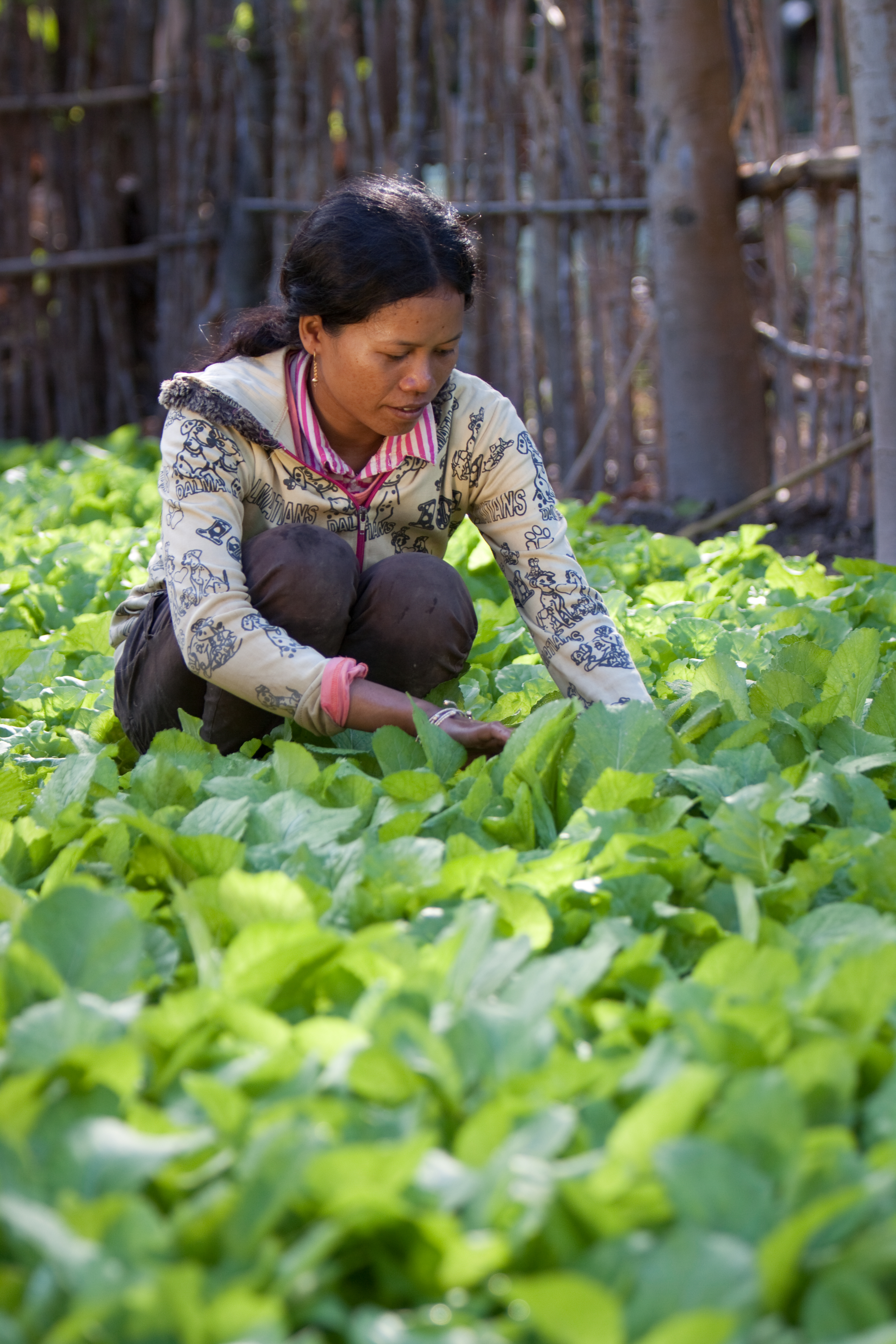 Market Gardening in Cambodia