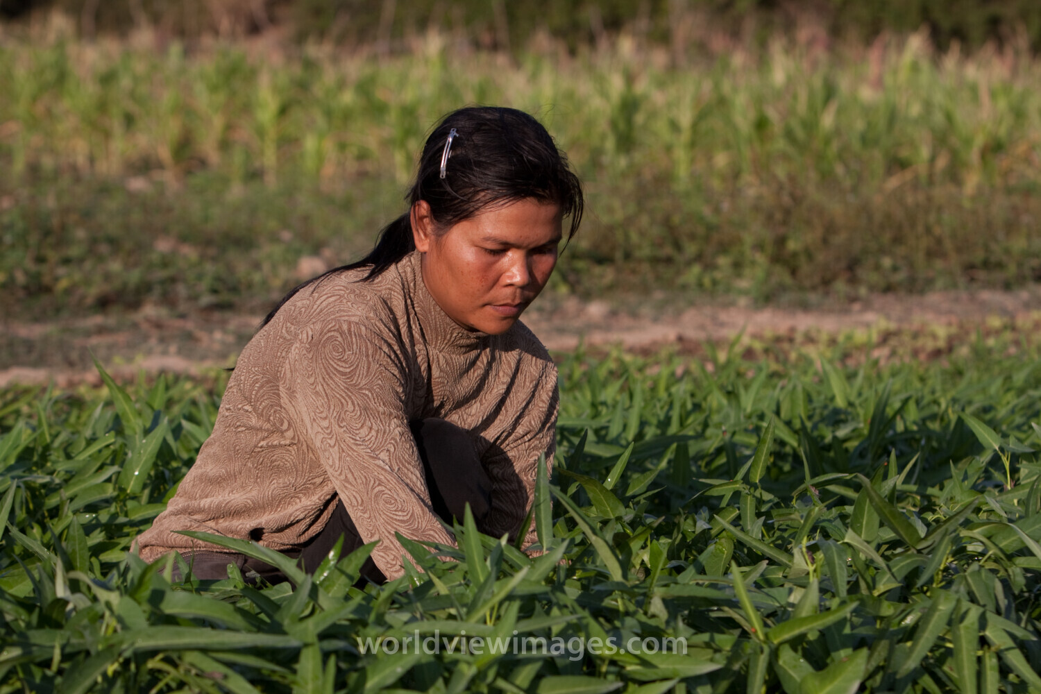 Market Gardening in Cambodia