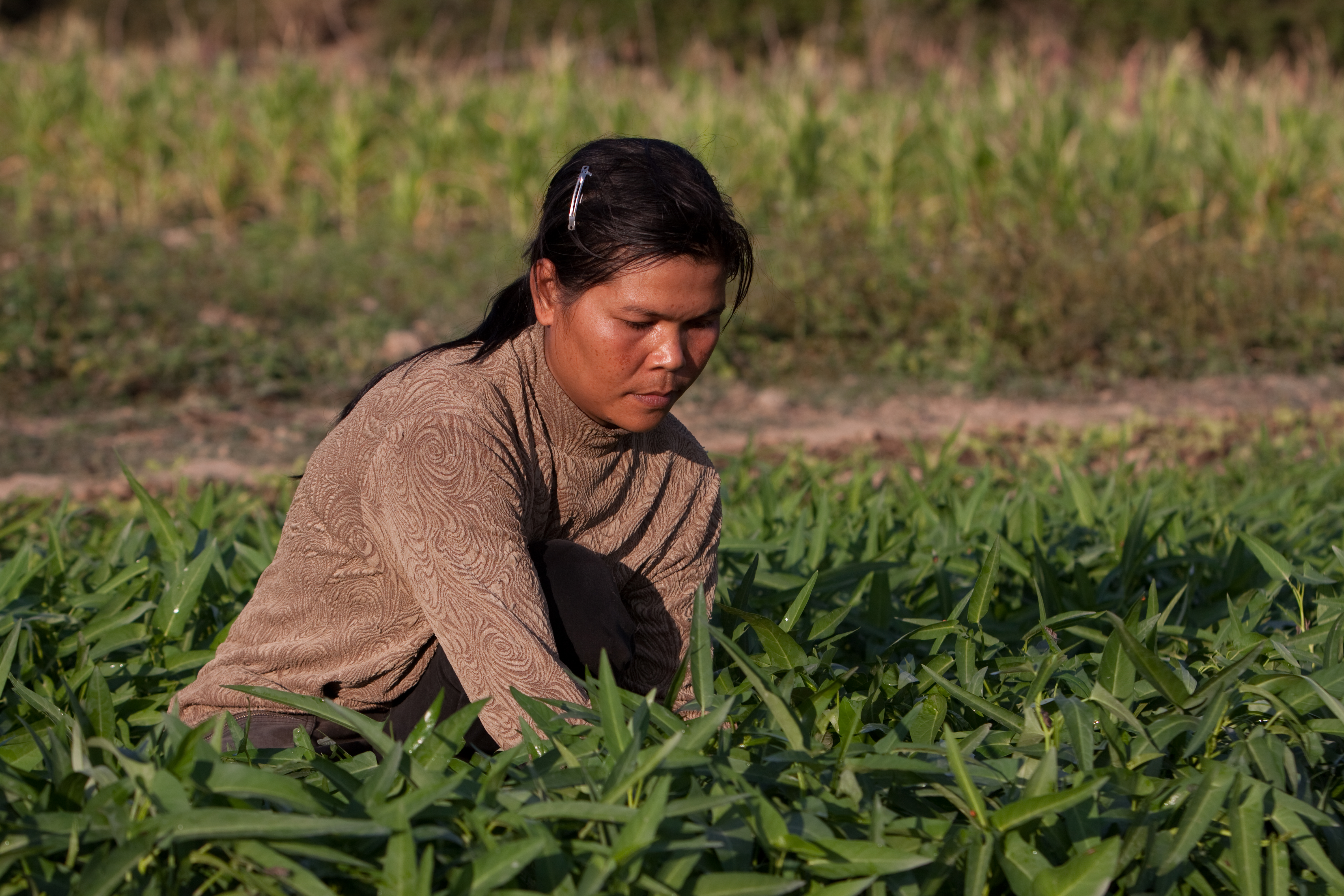 Market Gardening in Cambodia