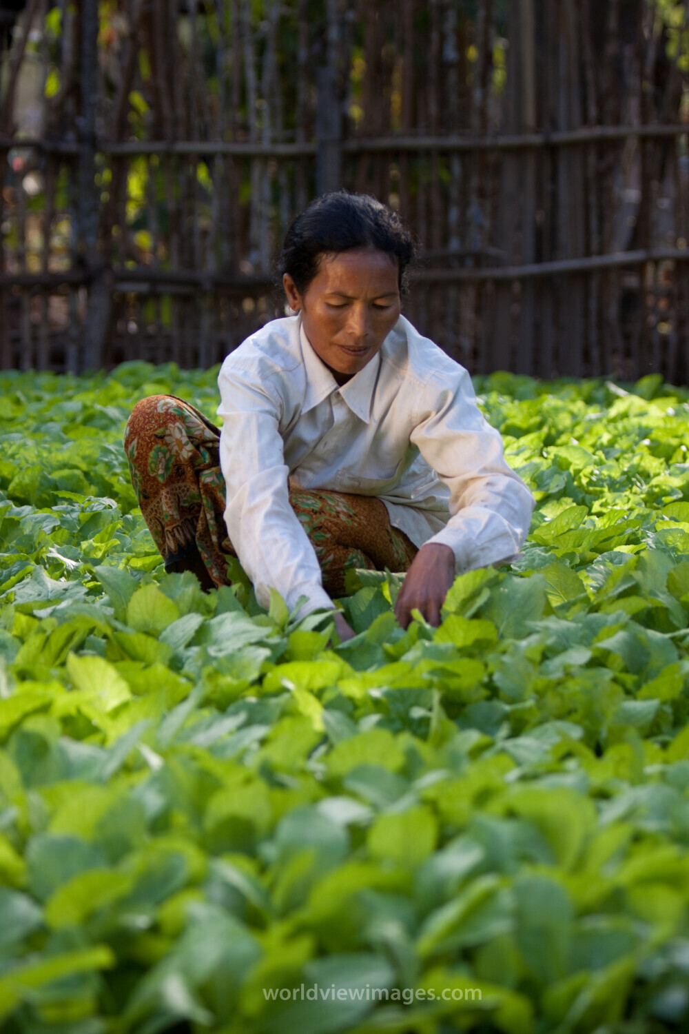 Market Gardening in Cambodia