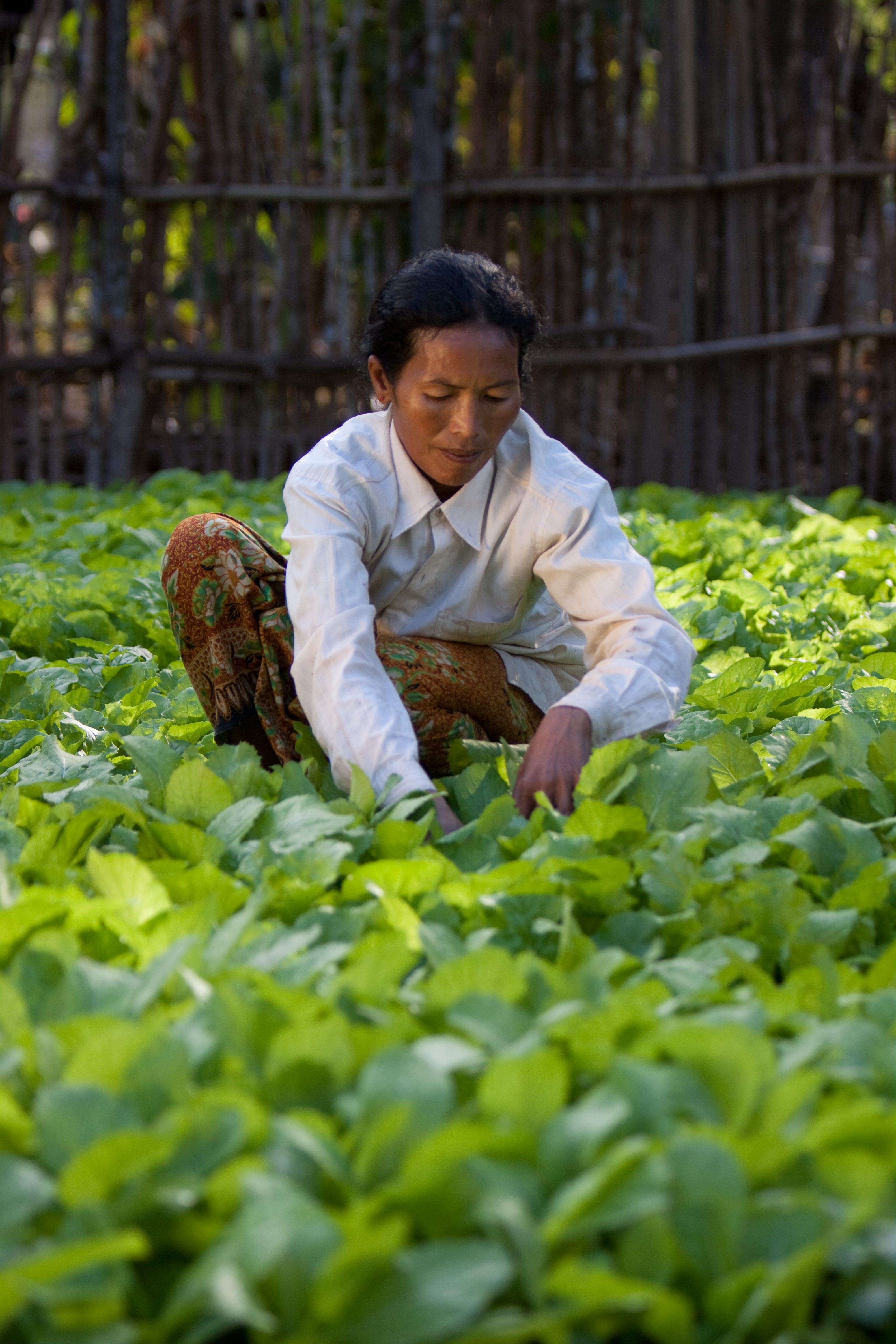 Market Gardening in Cambodia