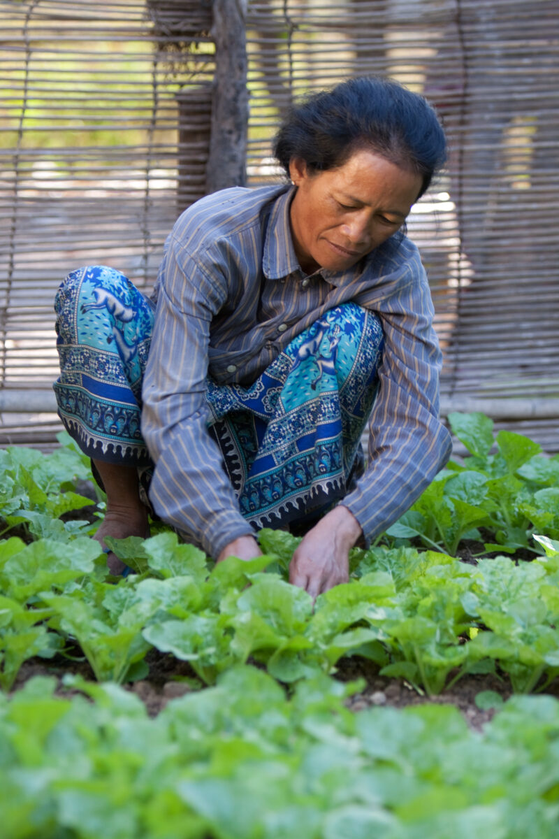 Market Gardening in Cambodia — Natural Disasters Woman works in her market garden in the evening sunlight, in Cambodia — Cambodia, Woman, women, agriculture,...
