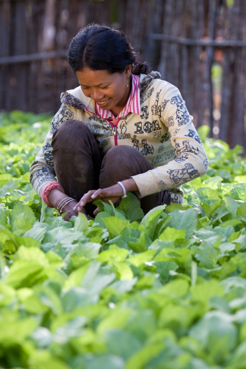 Market Gardening in Cambodia — Natural Disasters Woman works in her market garden in the evening sunlight, in Cambodia — Cambodia, Woman, women, agriculture,...