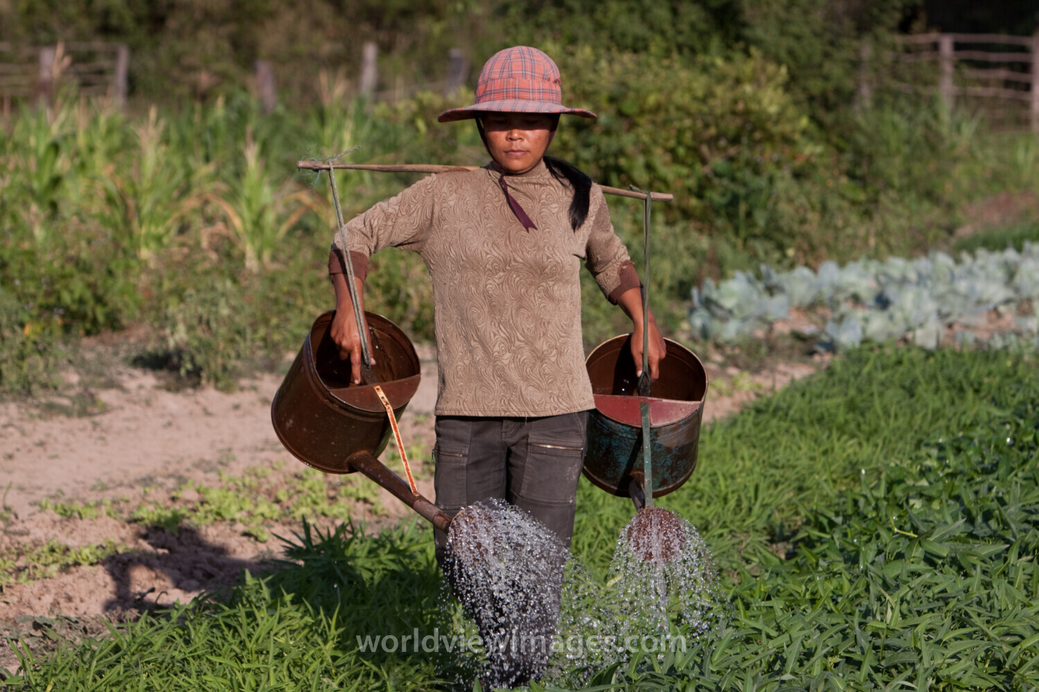 Market Gardening in Cambodia