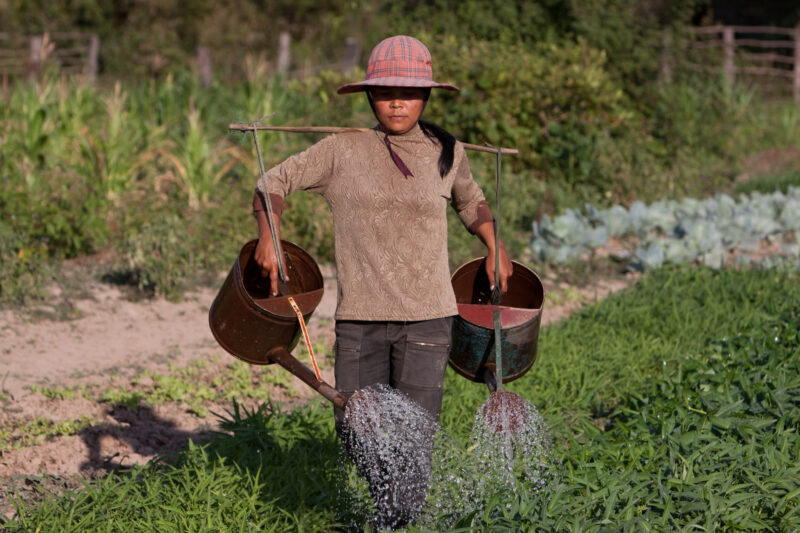 Market Gardening in Cambodia — Natural Disasters Woman works in her market garden in the evening sunlight, in Cambodia — Cambodia, Woman, women, agriculture,...