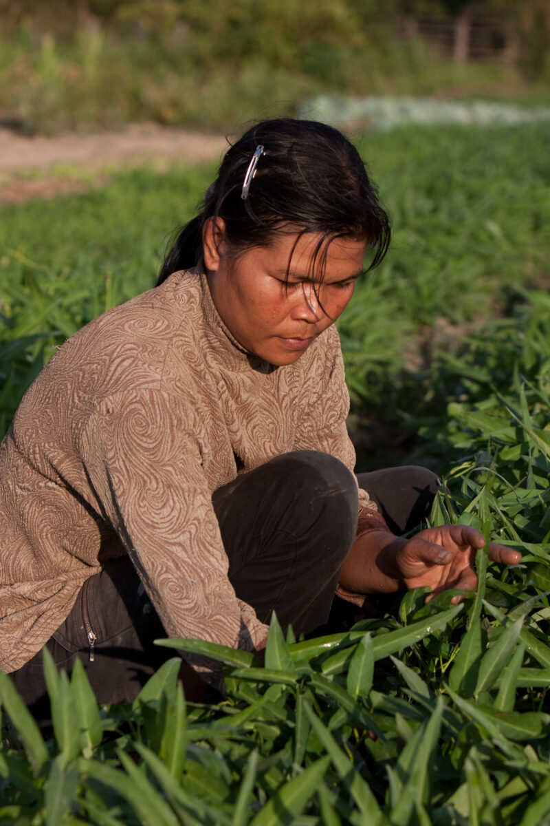 Market Gardening in Cambodia — Natural Disasters Woman works in her market garden in the evening sunlight, in Cambodia — Cambodia, Woman, women, agriculture,...