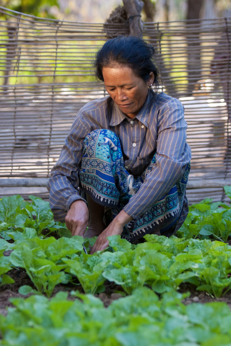 Market Gardening in Cambodia — Natural Disasters Woman works in her market garden in the evening sunlight, in Cambodia — Cambodia, Woman, women, agriculture,...
