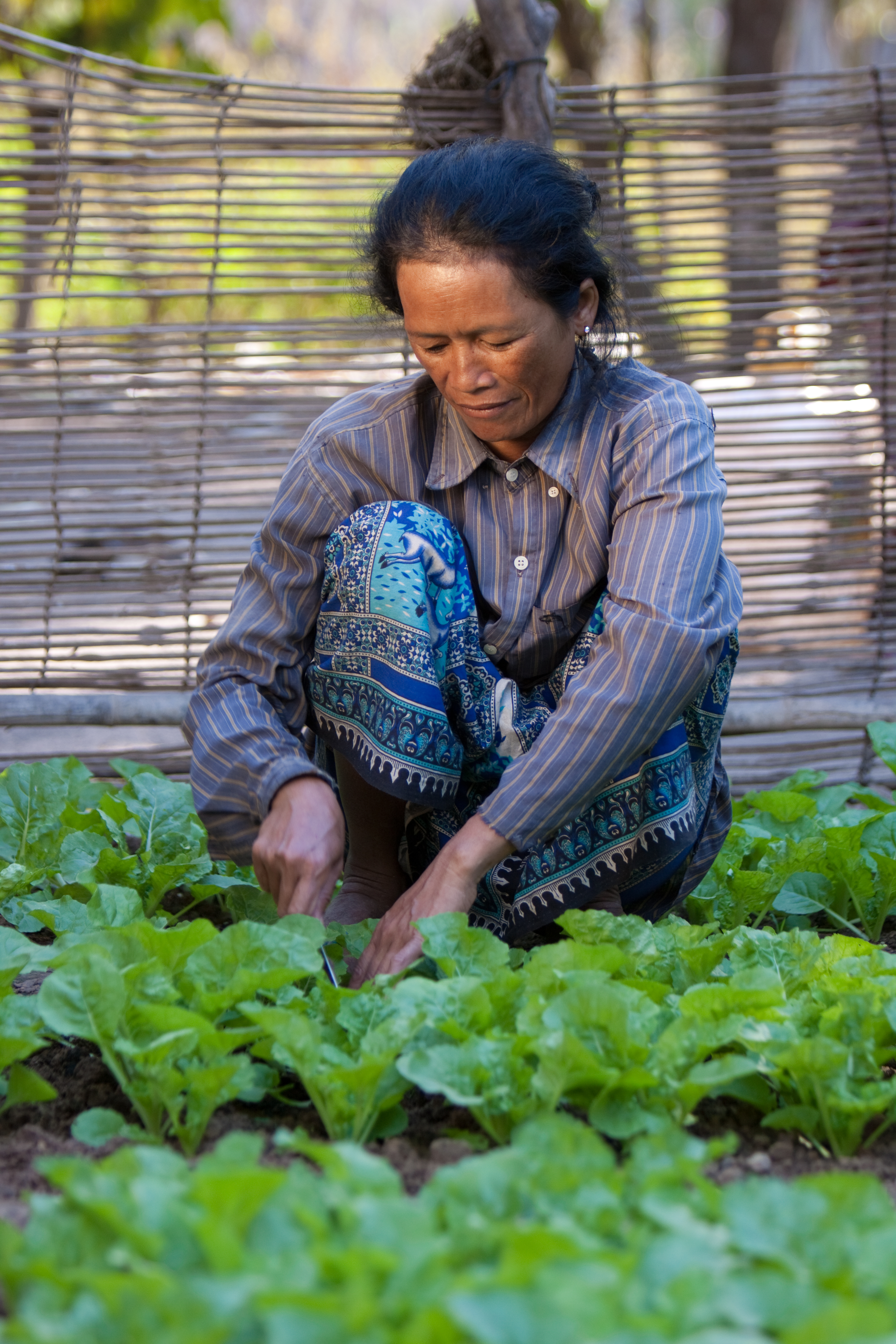 Market Gardening in Cambodia