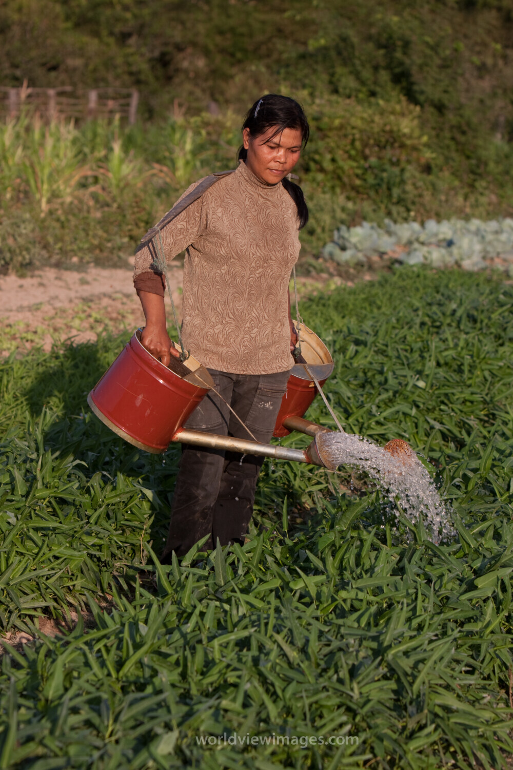 Market Gardening in Cambodia