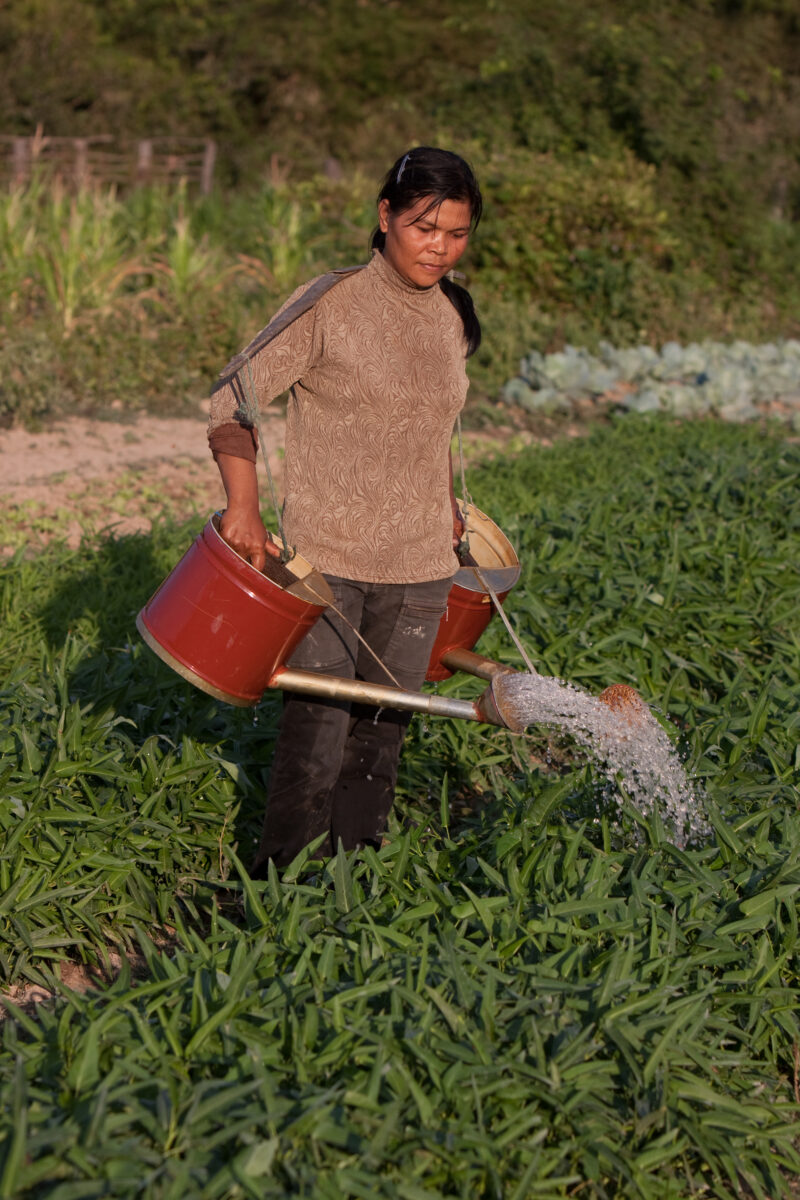 Market Gardening in Cambodia — Natural Disasters Woman works in her market garden in the evening sunlight, in Cambodia — Cambodia, Woman, women, agriculture,...