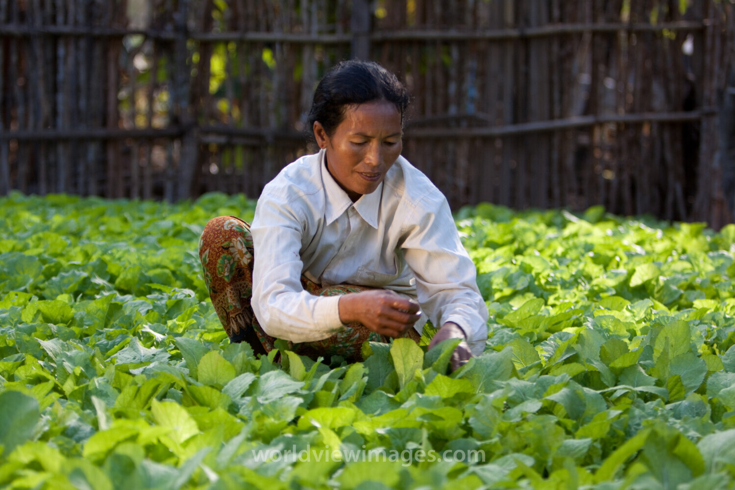 Market Gardening in Cambodia