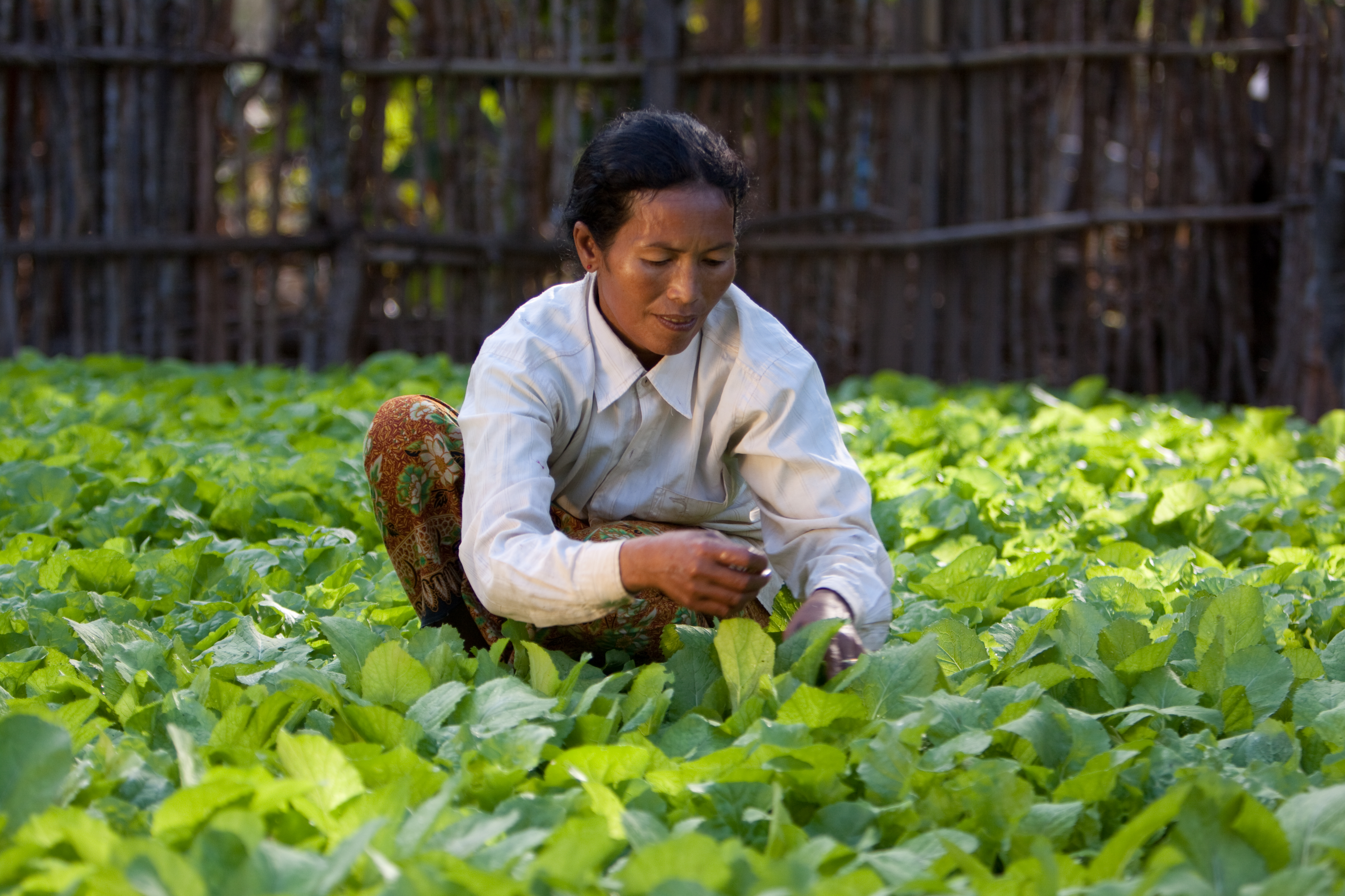 Market Gardening in Cambodia