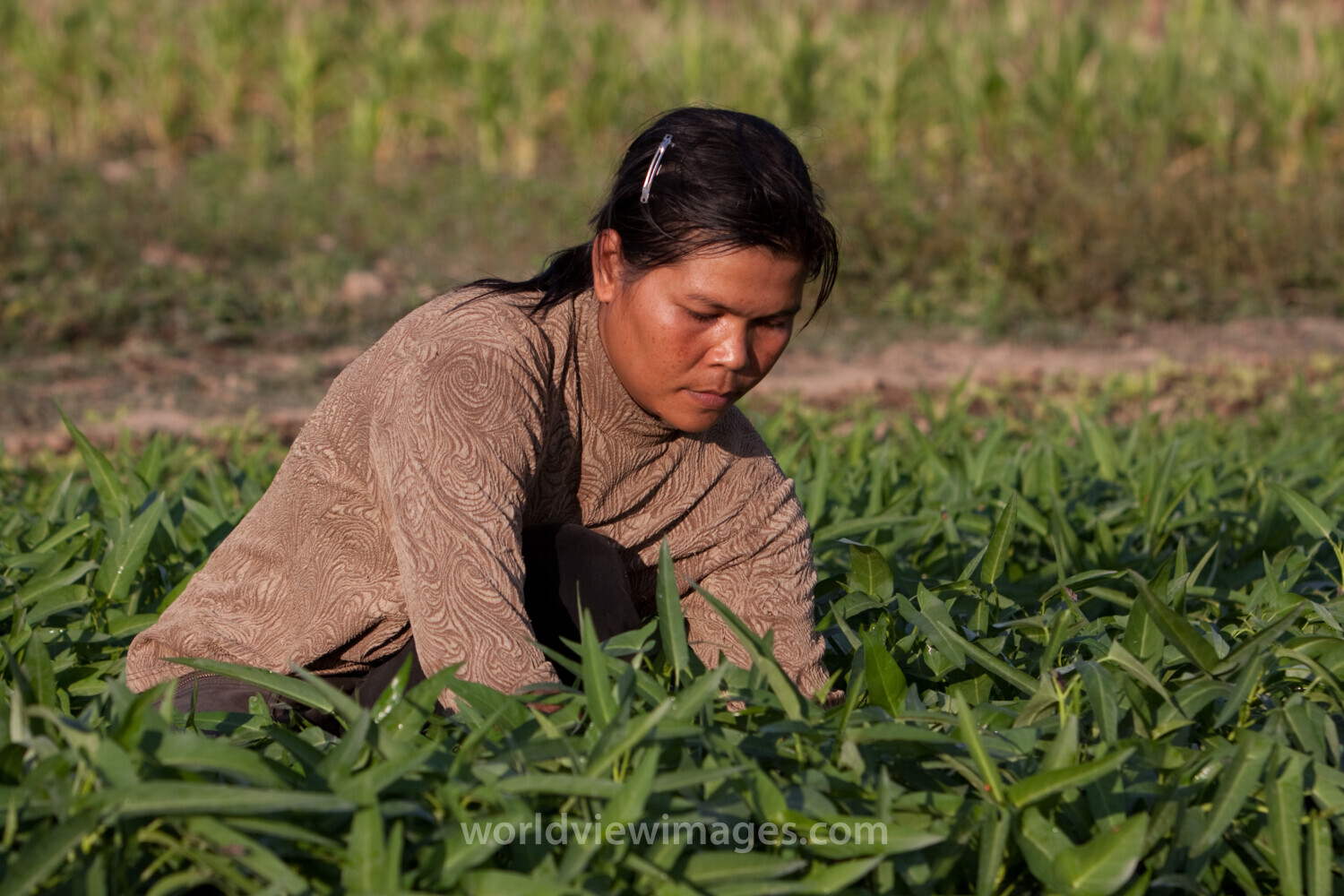 Market Gardening in Cambodia