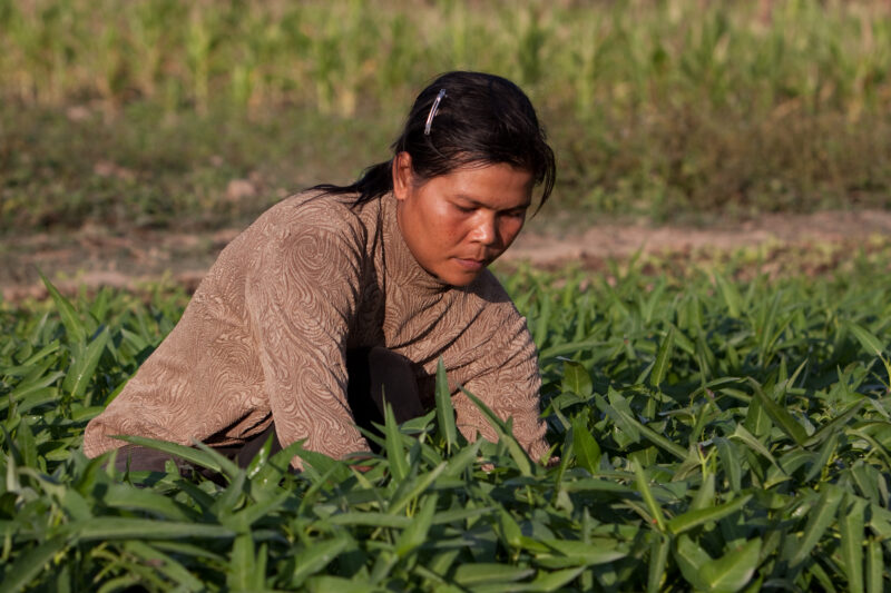 Market Gardening in Cambodia — Natural Disasters Woman works in her market garden in the evening sunlight, in Cambodia — Cambodia, Woman, women, agriculture,...