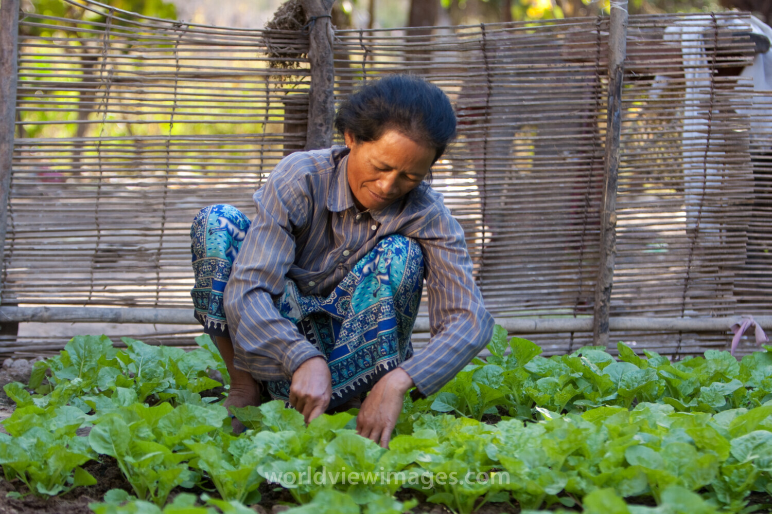 Market Gardening in Cambodia