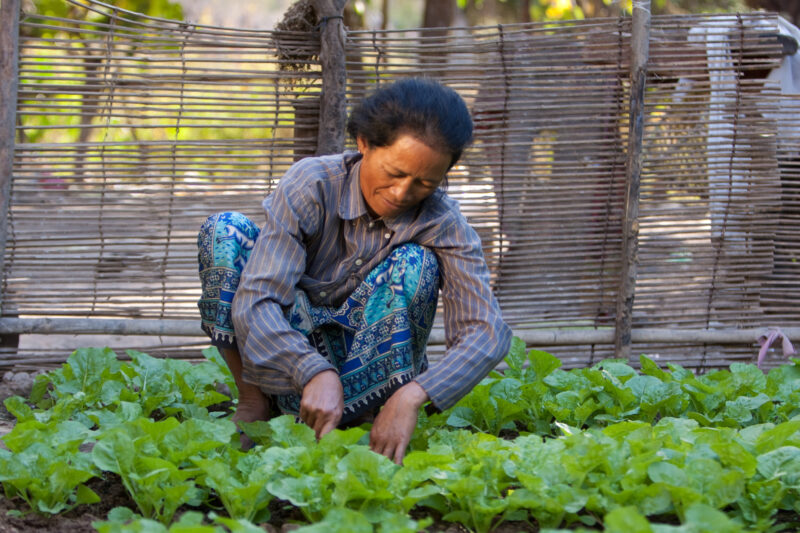 Market Gardening in Cambodia — Woman works in her market garden in the evening sunlight, in Cambodia — Cambodia, Woman, women, agriculture, gardening