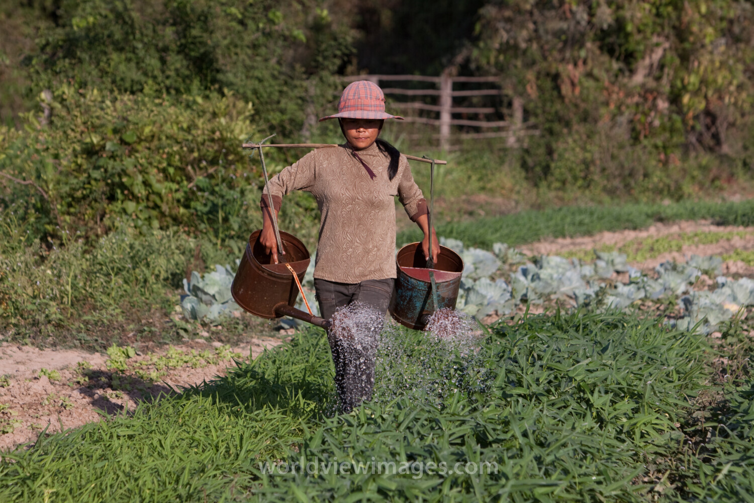 Market Gardening in Cambodia