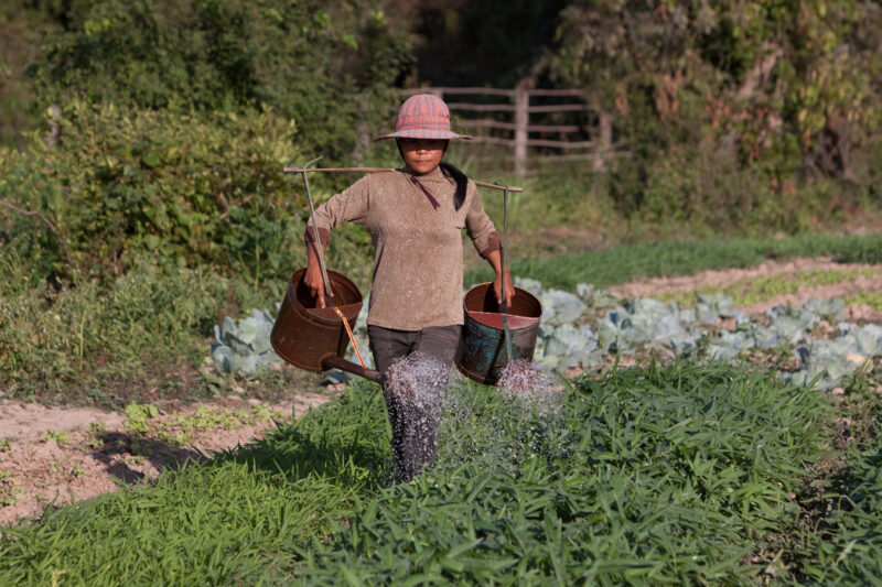 Market Gardening in Cambodia — Natural Disasters Woman works in her market garden in the evening sunlight, in Cambodia — Cambodia, Woman, women, agriculture,...
