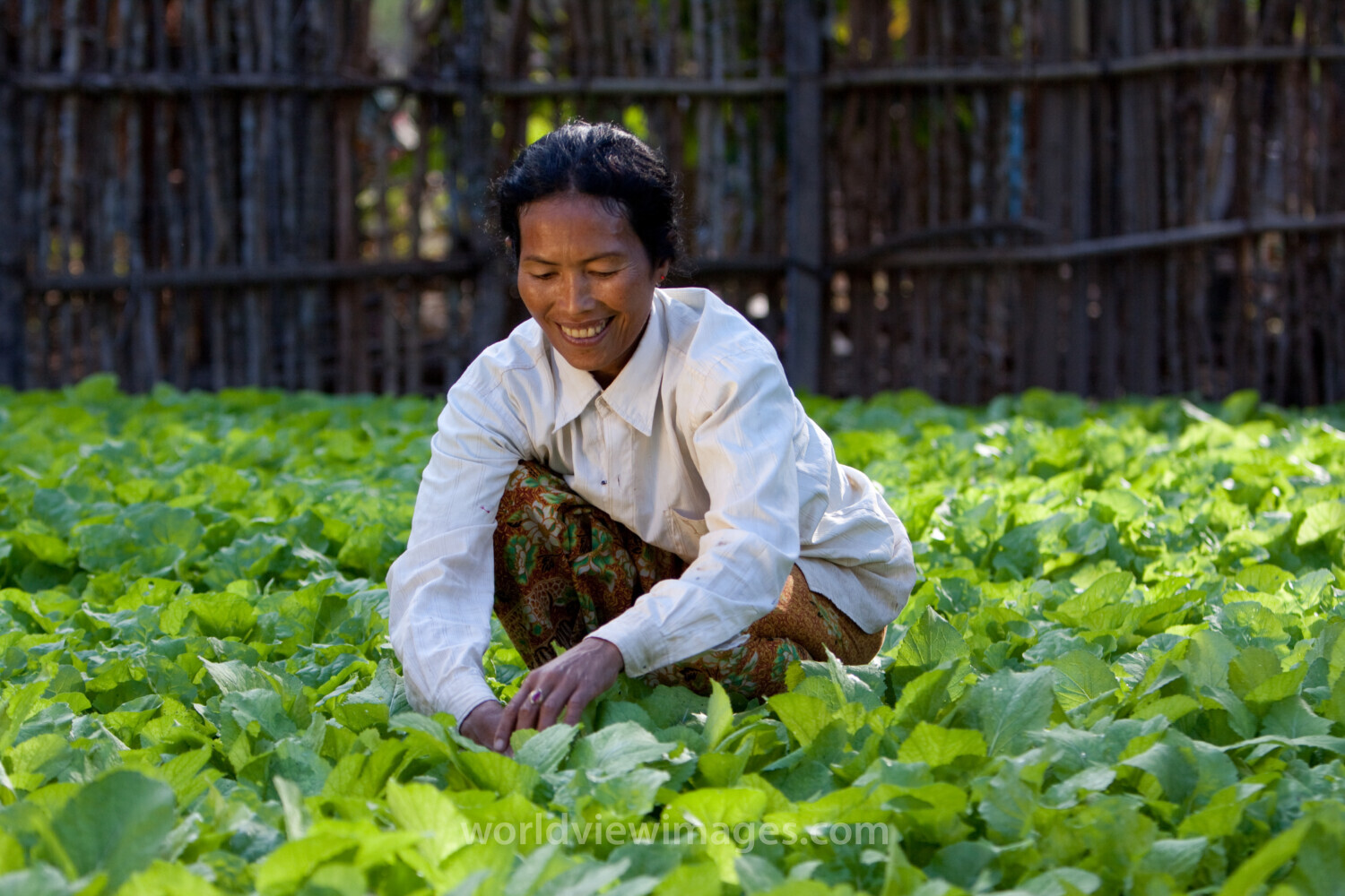 Market Gardening in Cambodia