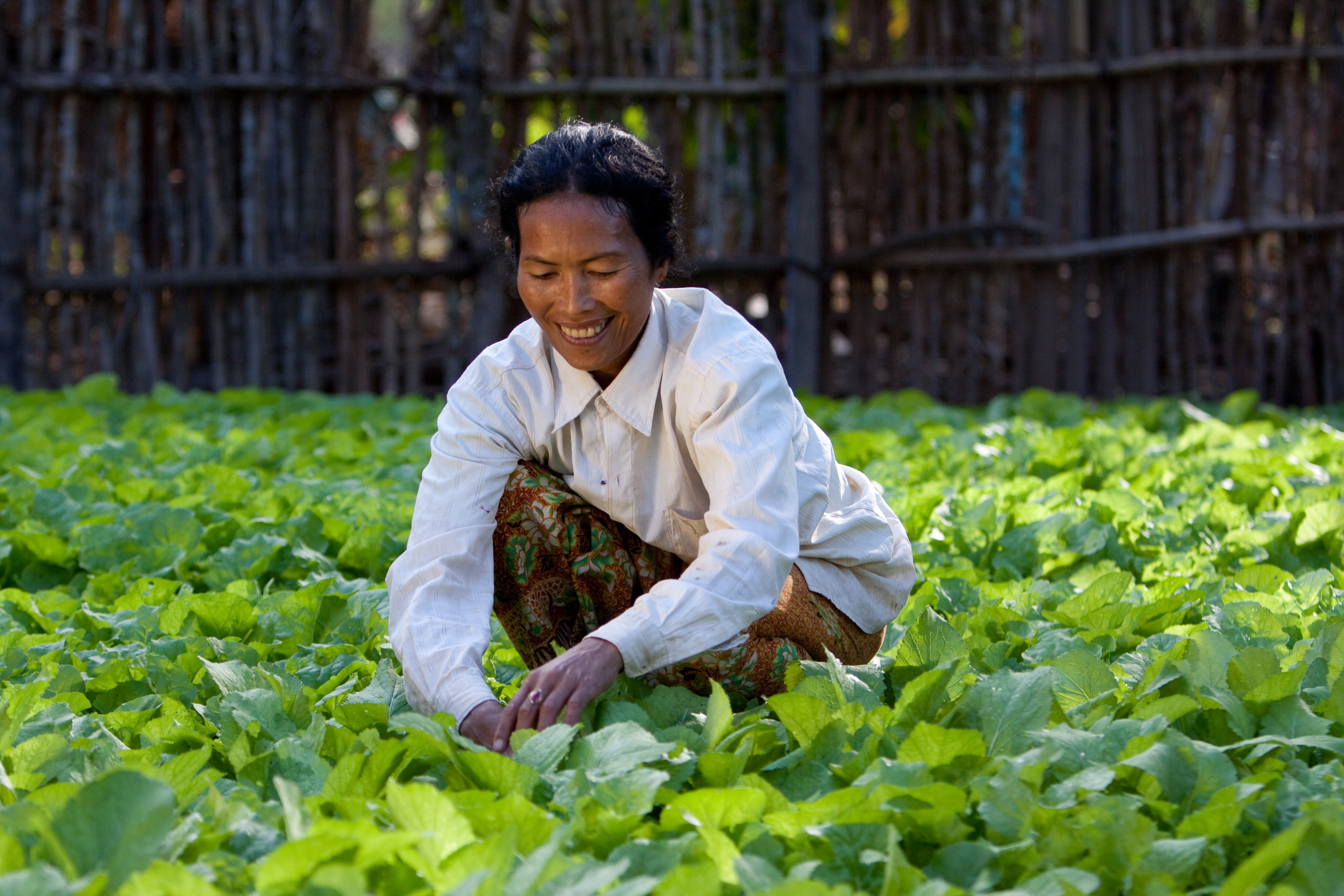 Market Gardening in Cambodia