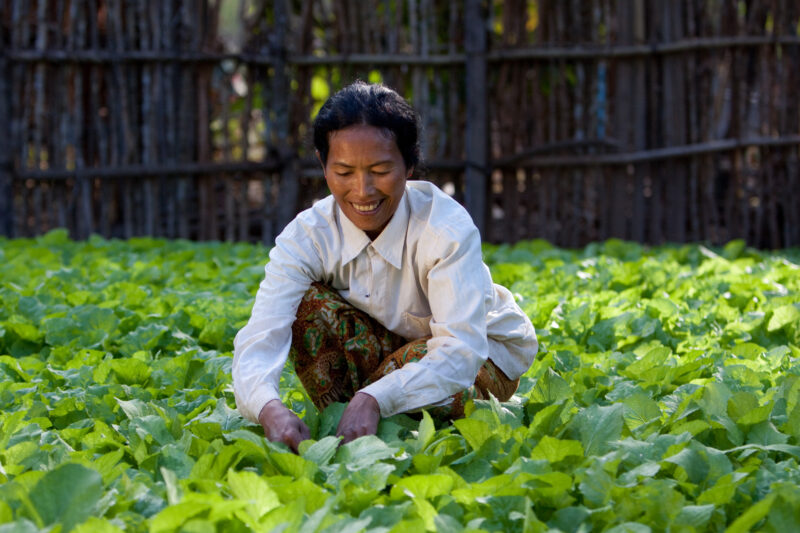 Market Gardening in Cambodia — Natural Disasters Woman works in her market garden in the evening sunlight, in Cambodia — Cambodia, Woman, women, agriculture,...