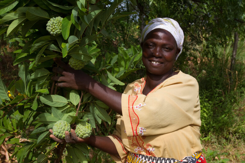 Woman with Her Fruit Tree in Kenya — Woman show off the custard apples that she is growing on her small farm in Kenya. — Africa, Kenya, woman, fruit, tree