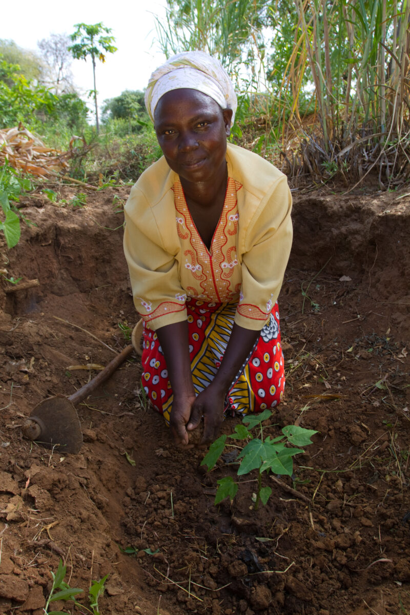 Planting a Tree in Kenya — WOman in Kenya plants a fruit tree. — Africa, Kenya, tree, planting, fruit