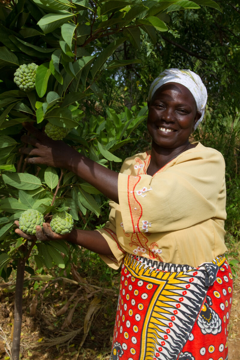 Woman with Her Fruit Tree in Kenya — Woman show off the custard apples that she is growing on her small farm in Kenya. — Africa, Kenya, woman, fruit, tree