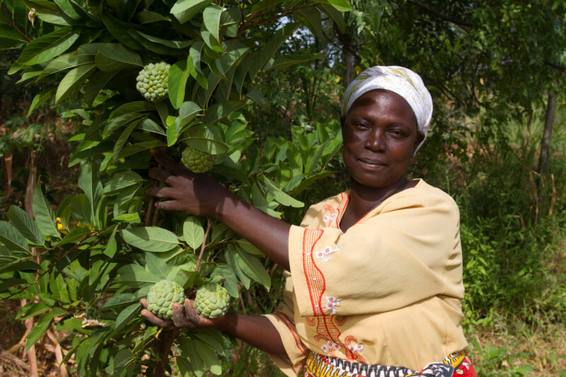 Woman with Her Fruit Tree in Kenya — Woman show off the custard apples that she is growing on her small farm in Kenya. — Africa, Kenya, woman, fruit, tree