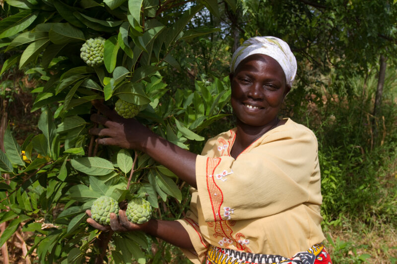Woman with Her Fruit Tree in Kenya — Woman show off the custard apples that she is growing on her small farm in Kenya. — Africa, Kenya, woman, fruit, tree