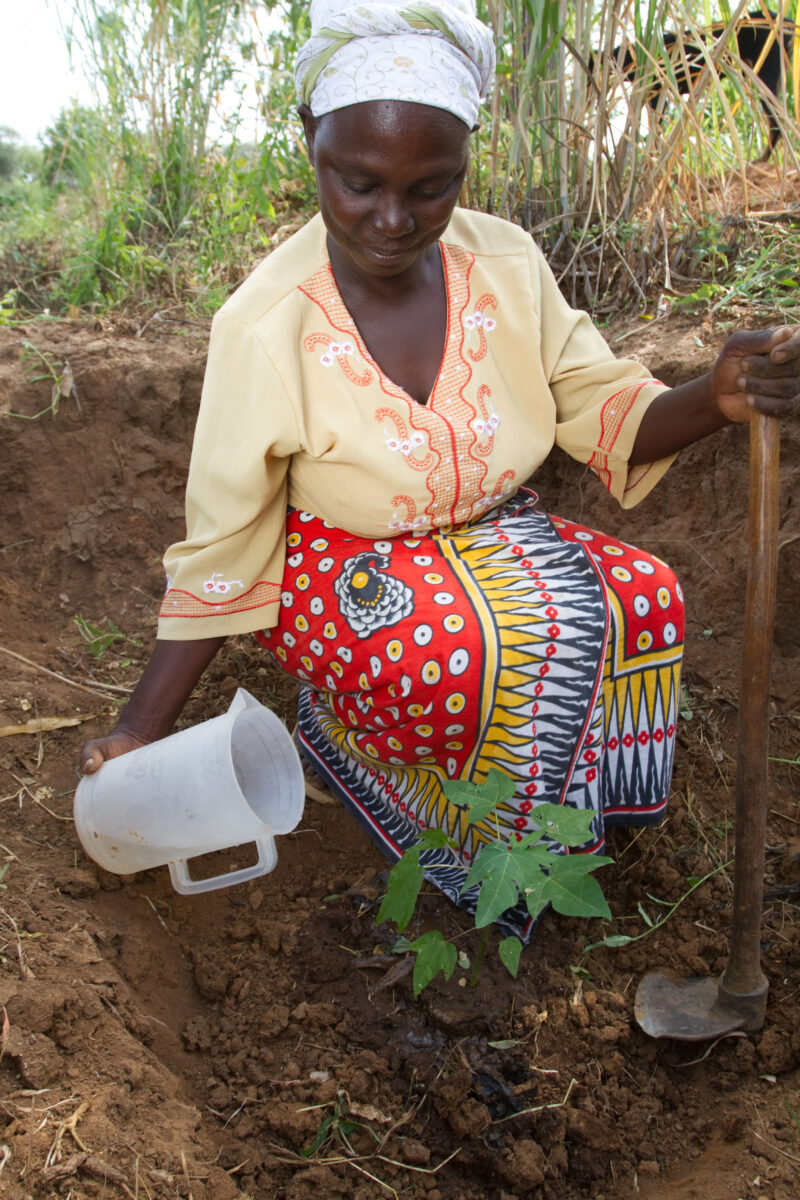 Planting a Tree in Kenya — WOman in Kenya plants a fruit tree. — Africa, Kenya, tree, planting, fruit