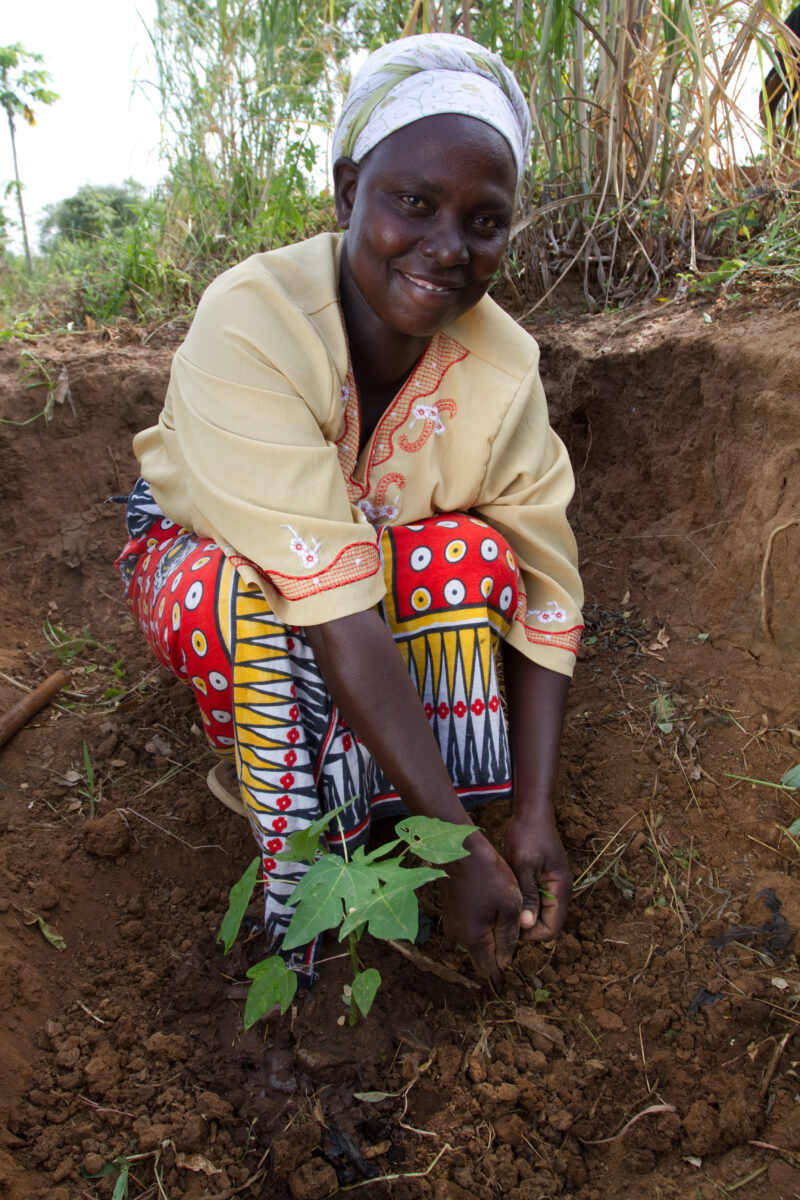 Planting a Tree in Kenya — WOman in Kenya plants a fruit tree. — Africa, Kenya, tree, planting, fruit