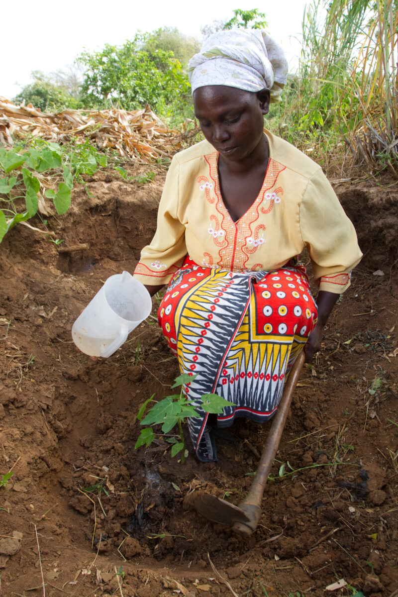 Planting a Tree in Kenya — WOman in Kenya plants a fruit tree. — Africa, Kenya, tree, planting, fruit