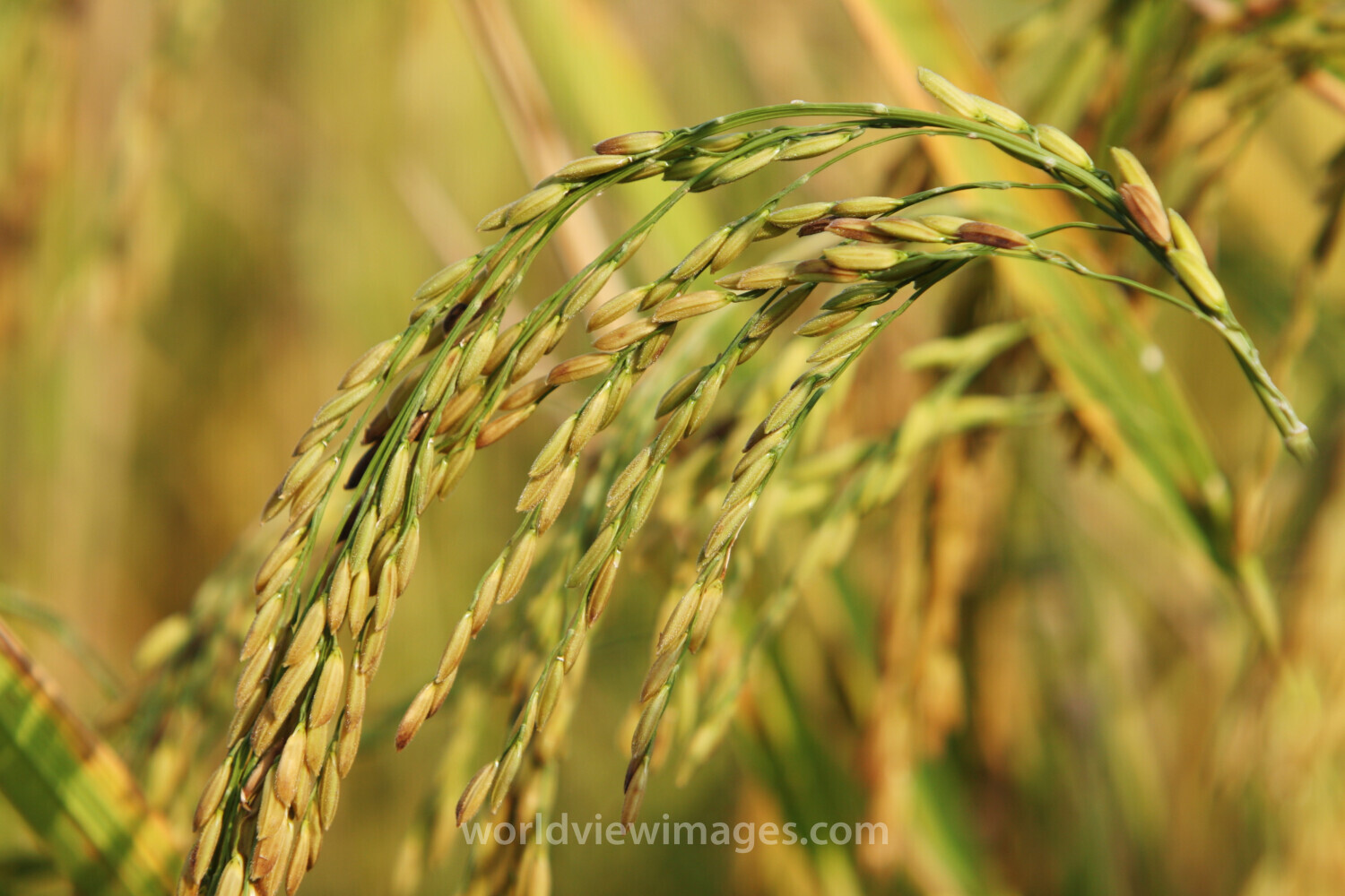 Rice field in Thailand