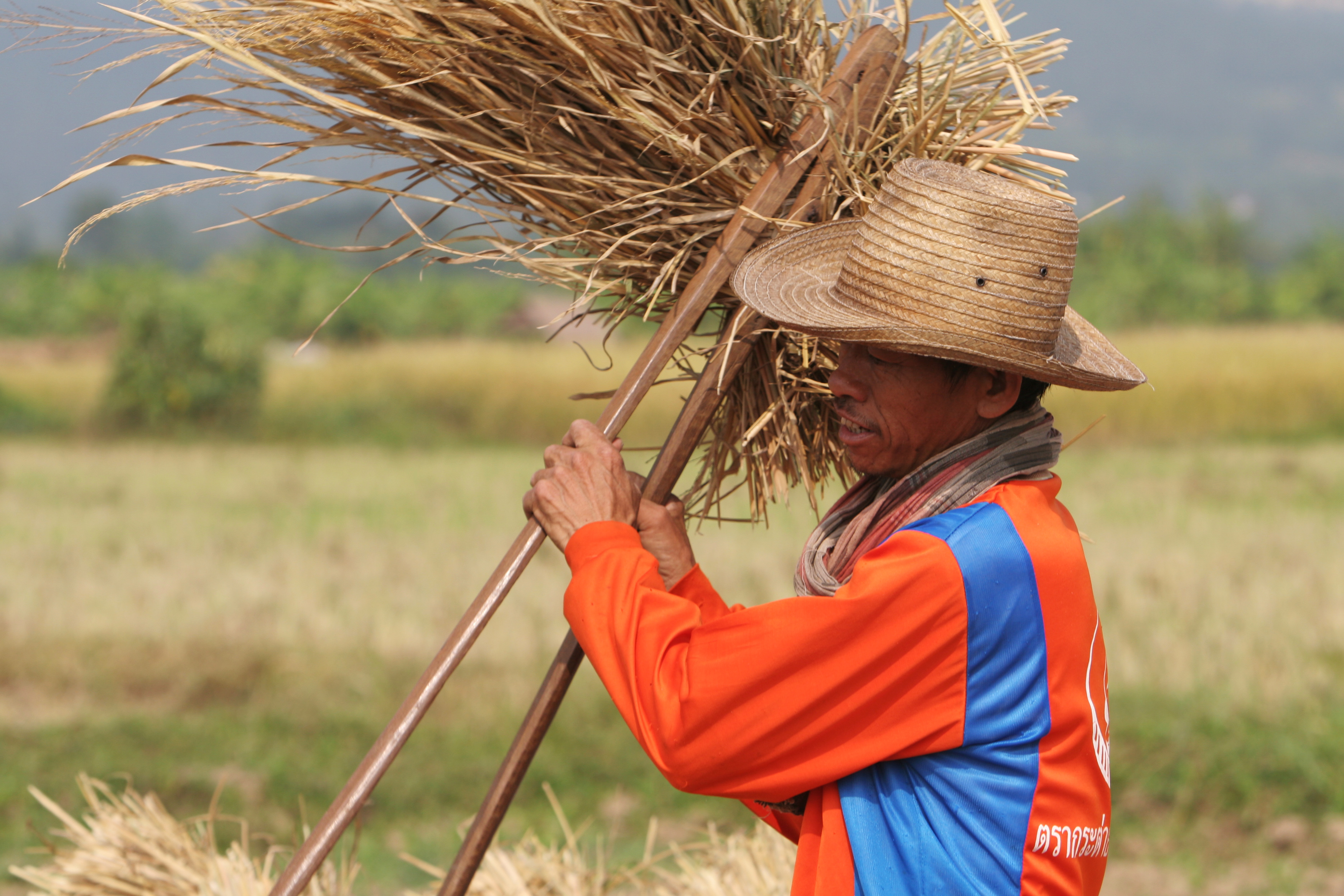 Rice Harvesting in Thailand