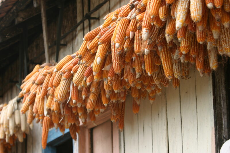 Drying Maize in Sao Tome — Stock Photos of Corn, drying in the sun — Sao Tome, Africa, corn, maize, food