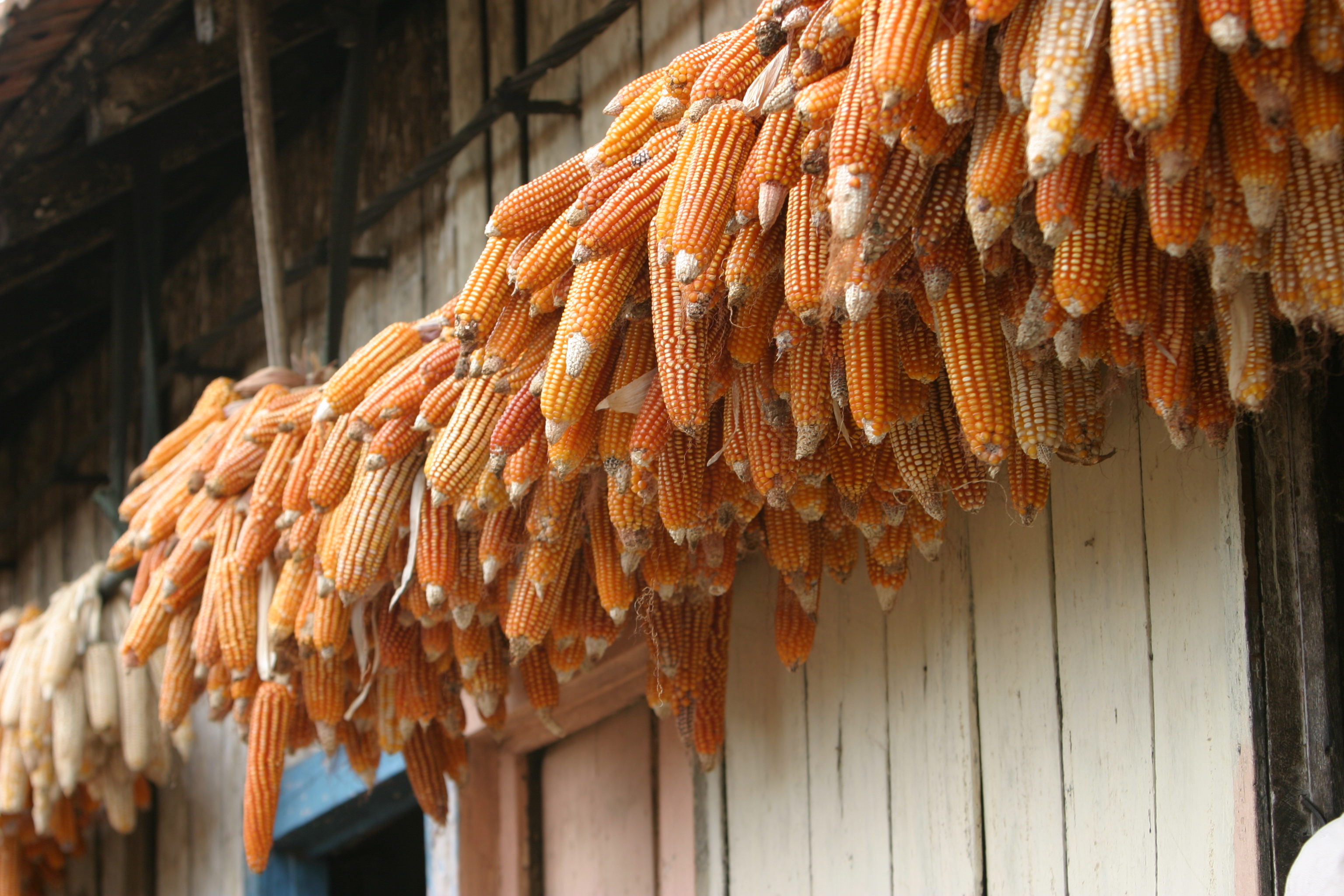 Drying Maize in Sao Tome