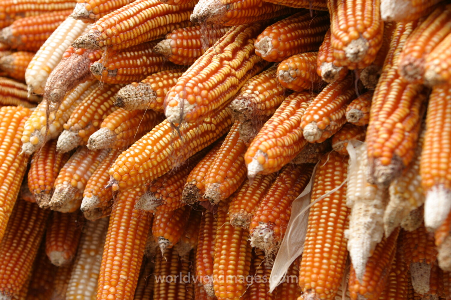 Drying Maize in Sao Tome
