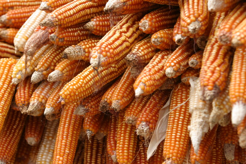 Drying Maize in Sao Tome — Stock Photos of Corn, drying in the sun — Sao Tome, Africa, corn, maize, food