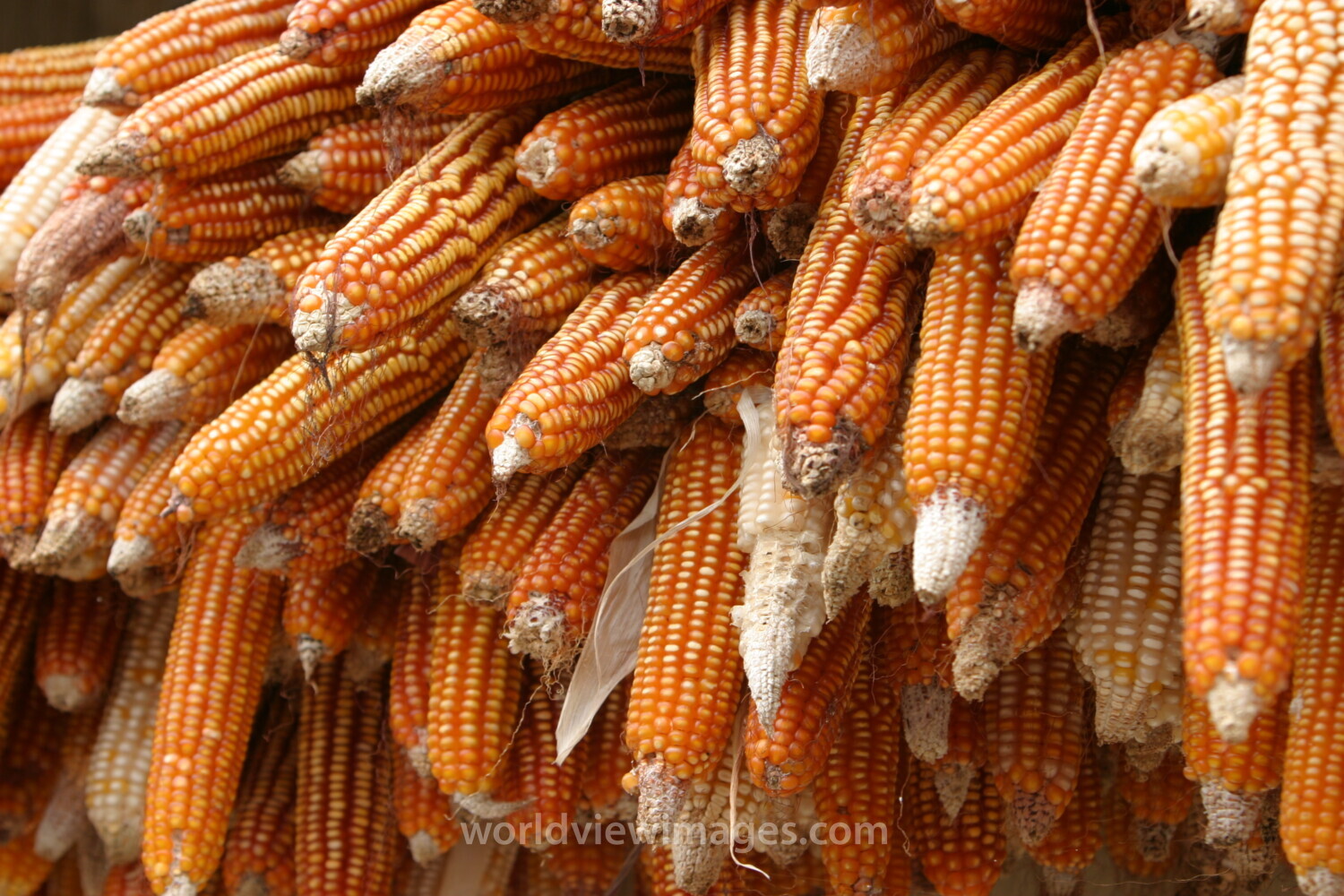 Drying Maize in Sao Tome