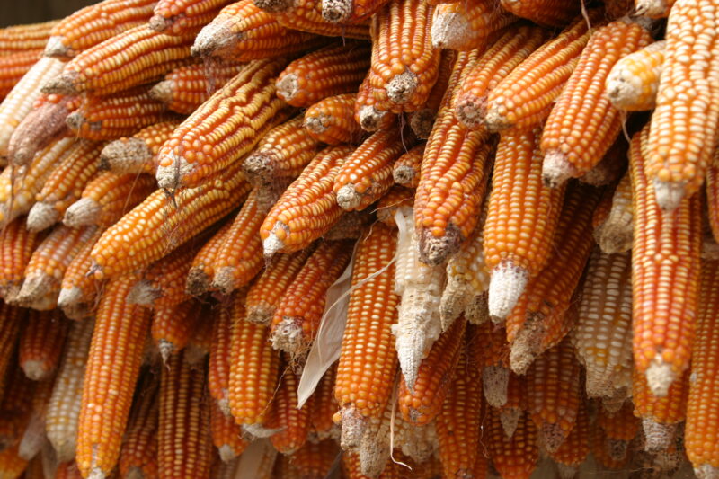 Drying Maize in Sao Tome — Stock Photos of Corn, drying in the sun — Sao Tome, Africa, corn, maize, food