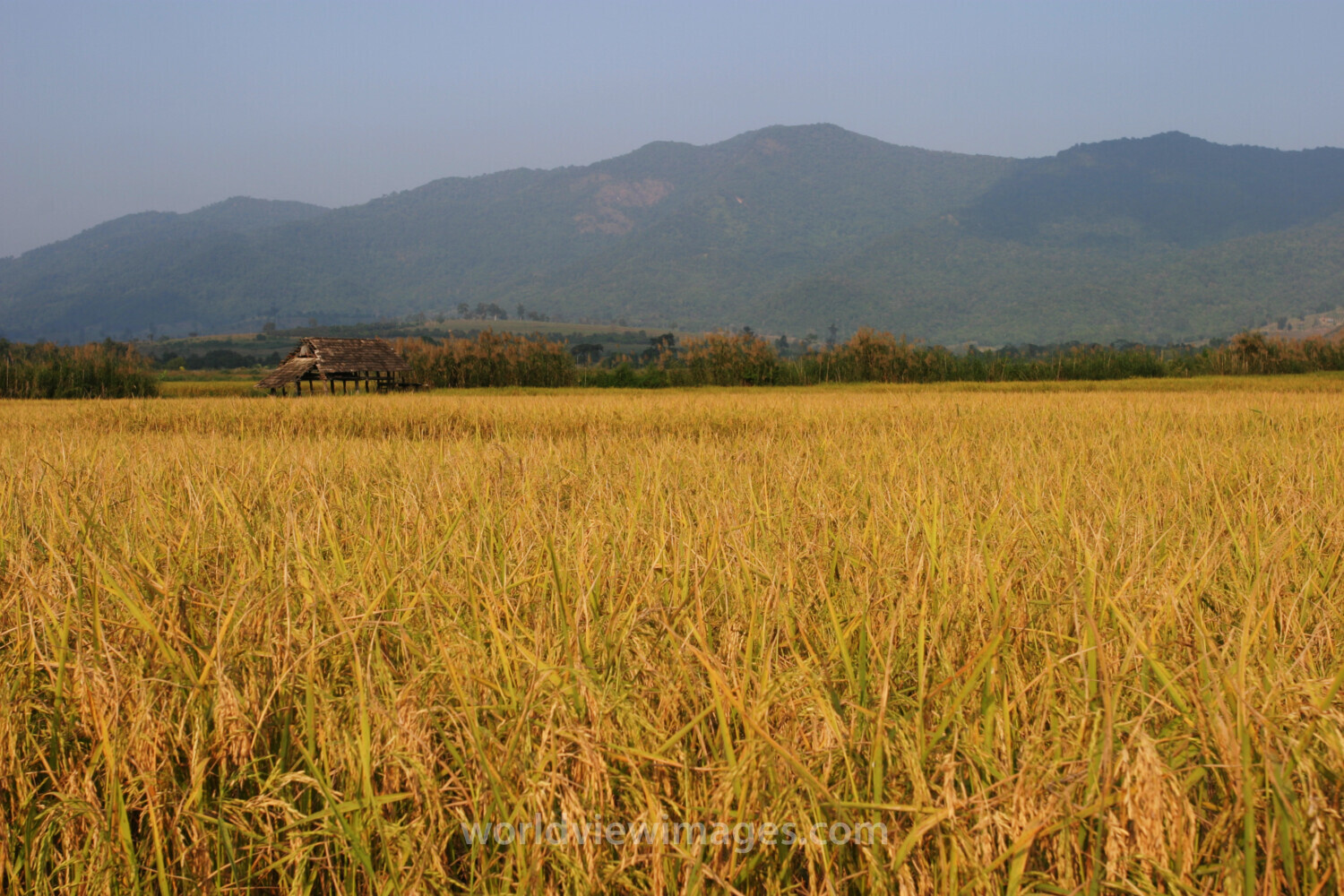 Rice field in Thailand